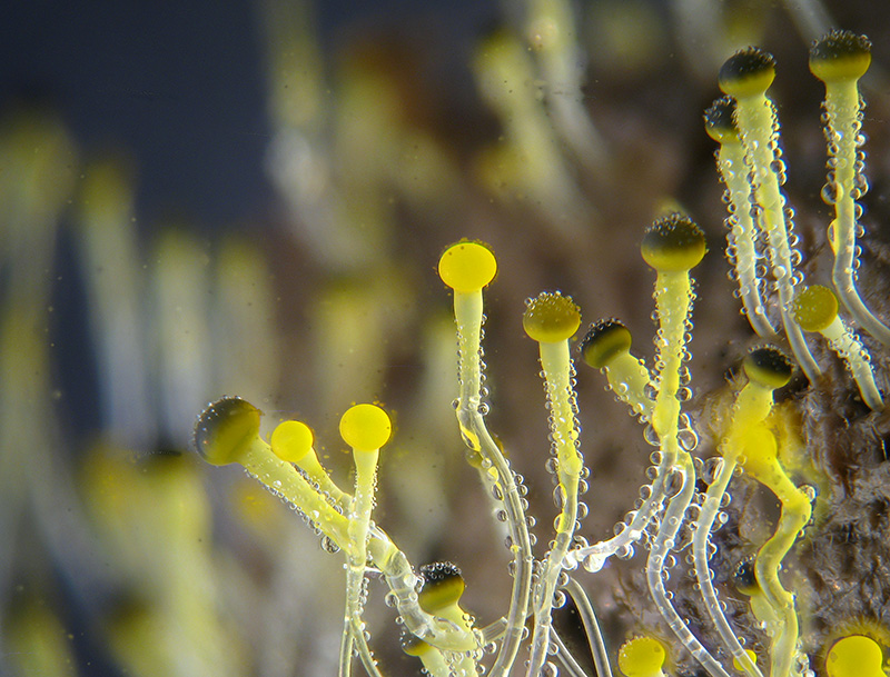 Pilobolus sp. istruzioni per l''uso...